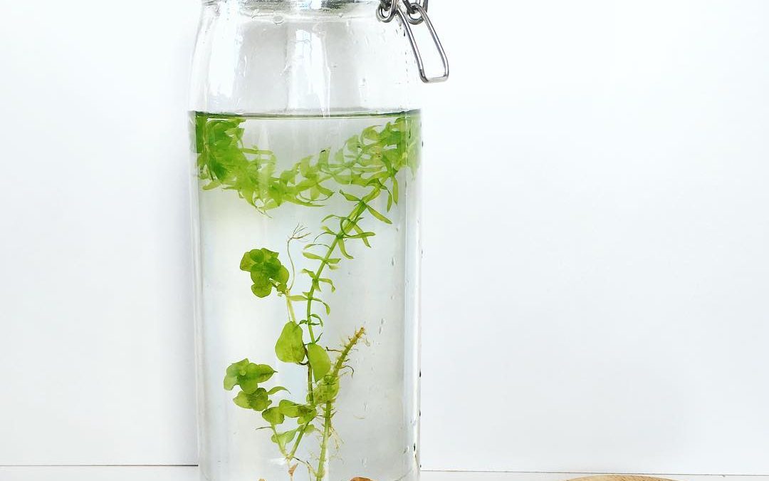 DIY express : plante aquatique