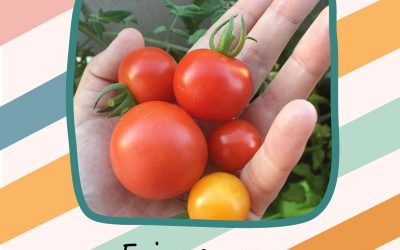 Faire pousser des tomates