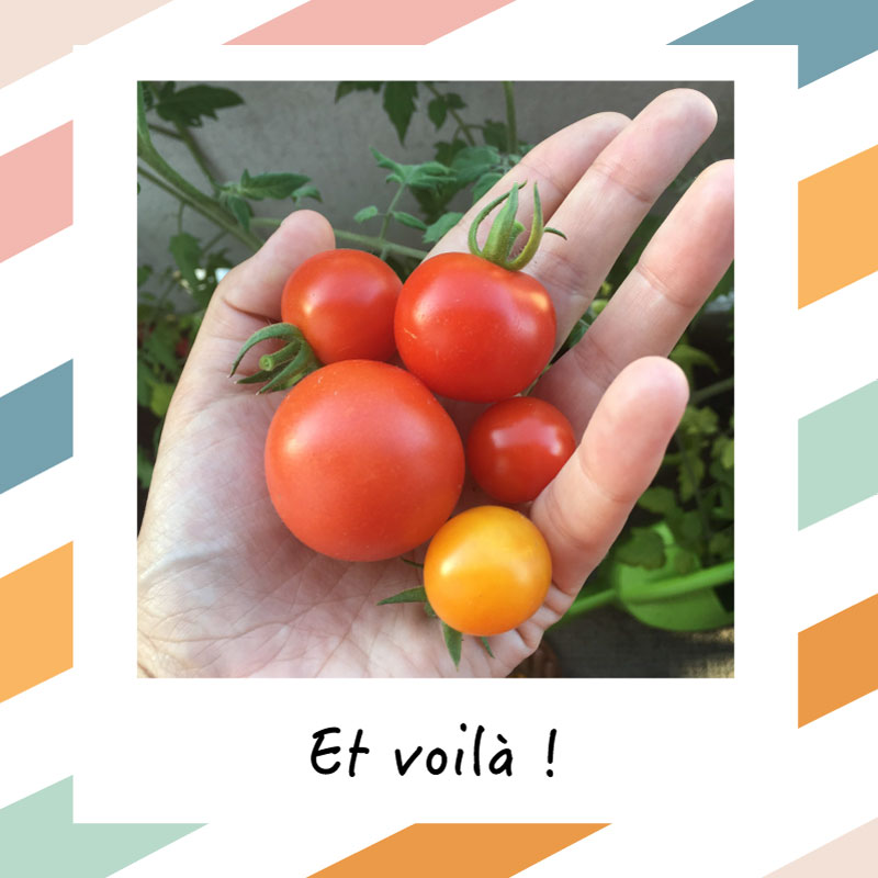 faire pousser des tomates